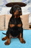 afina4
