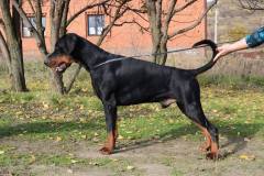 IZ VALKIRII LUDGER 