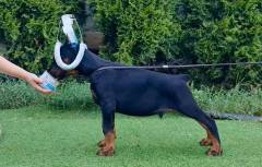 valdo2